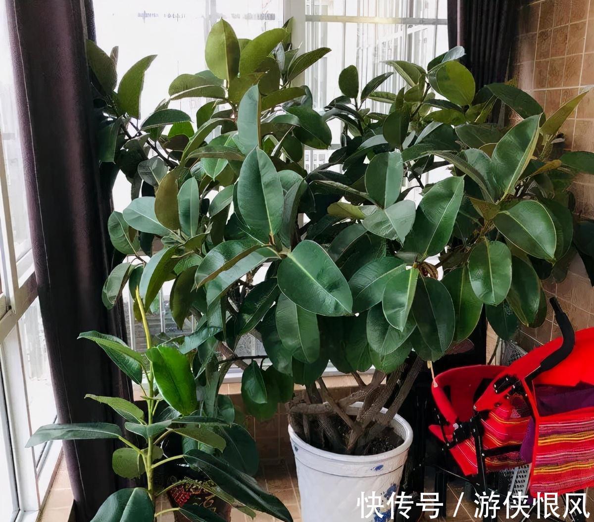 8种“招财树”,养在客厅里,高大笔挺,威武又气派,招财又旺宅