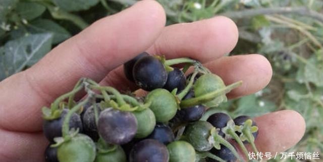 盆栽|田野里除不完的“野草”,张大妈却挖来“当盆栽”,繁殖一阳台!