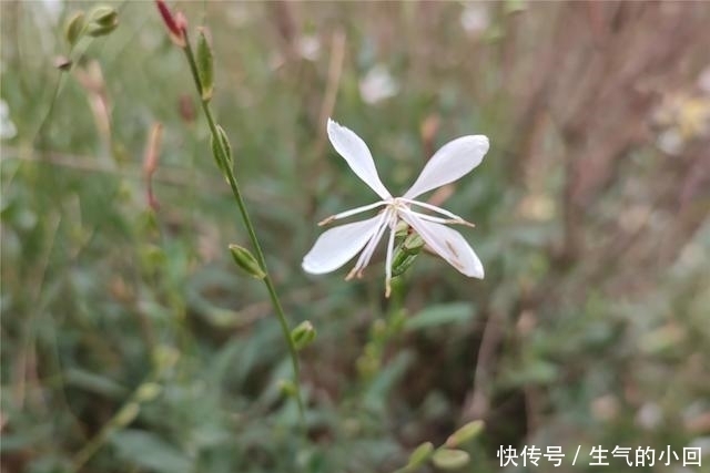 Redmi|Redmi Note 9系列评测:性价比大成之作