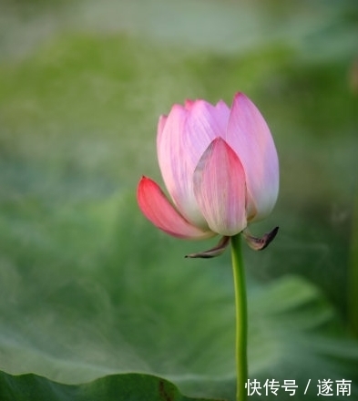 属相财星高照|8月中旬，4属相财星高照，桃花开、真爱来，日子顺心