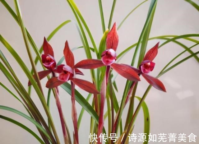 这款兰花香气醇正,花姿典雅大气,喜欢闻花香的花友值得入手!