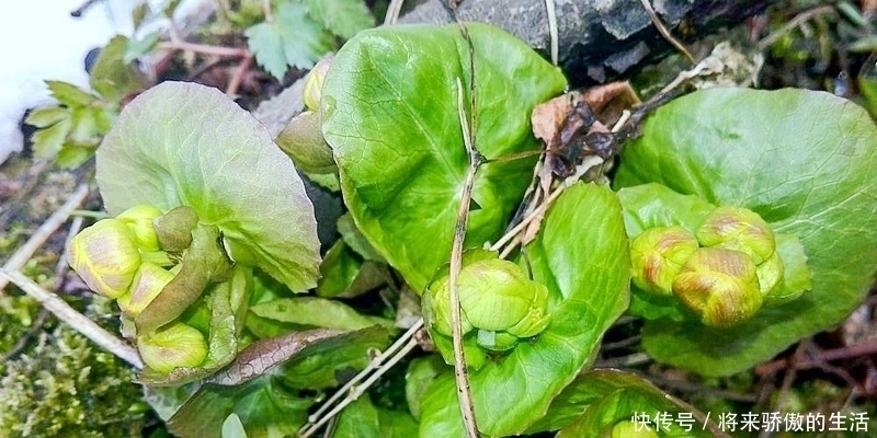 黄花菜|河边一种“黄花菜”,以前当杂草,如今30元1斤别错过