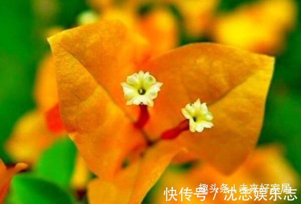 狗舌藤|喜欢三角梅,推荐试试优良品种“柠檬黄三角梅”,花开靓丽多姿!