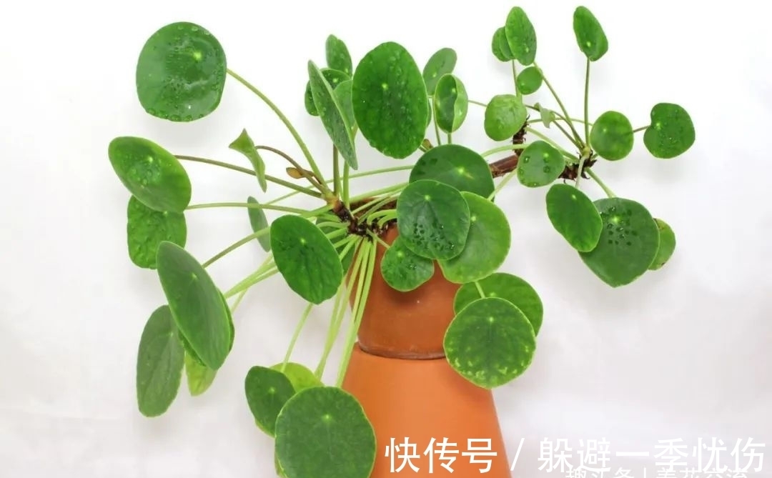 圆润小巧的铜钱草、镜面草和荷叶椒草，三种迷你植物哪种适合你？