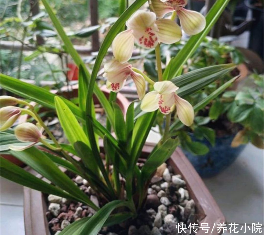 养兰花浇水很关键,记住几个浇水技巧,兰株不烂根不空根