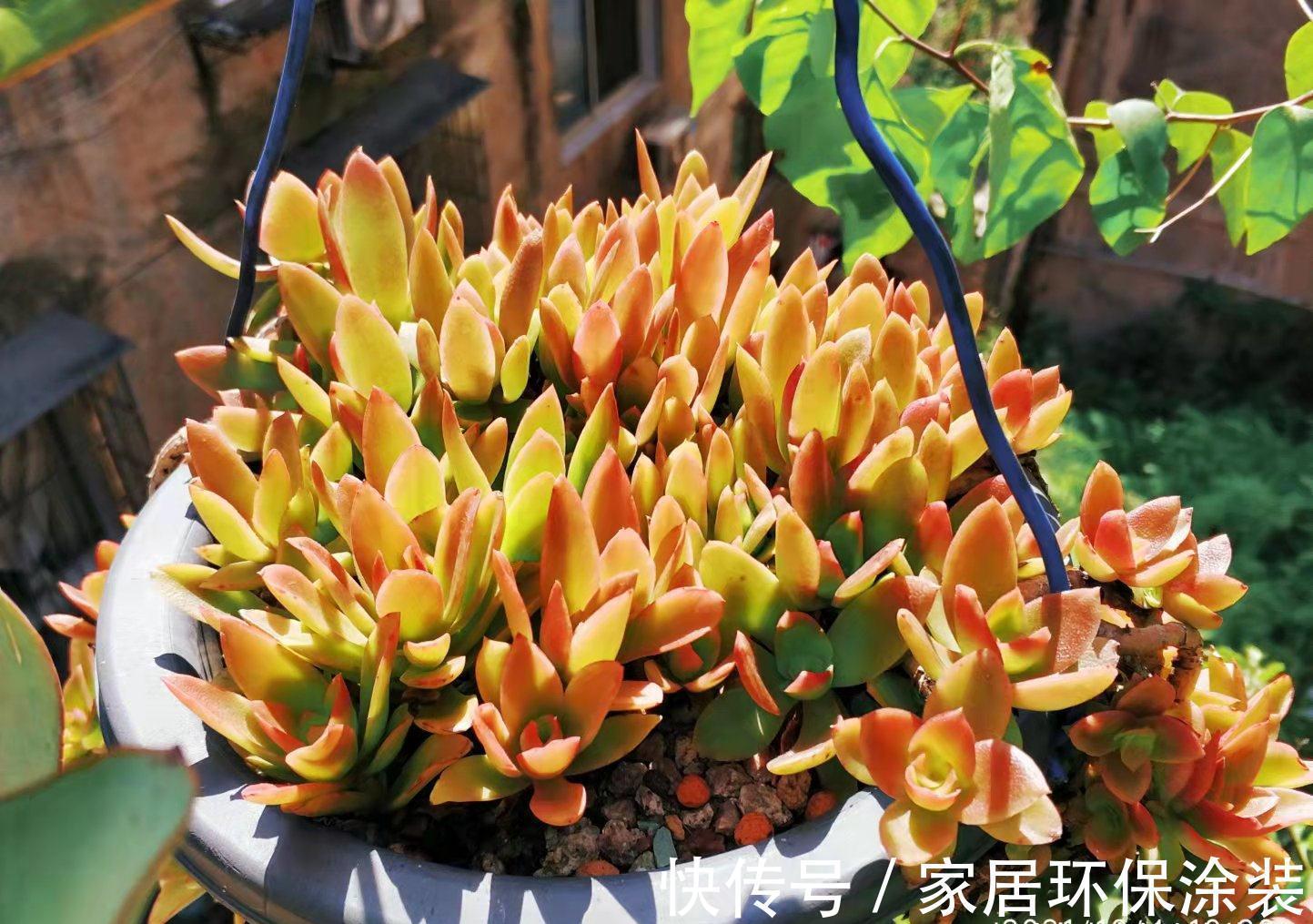别人的多肉火祭红了，你的却糊了？说明养护方式不对，快点调整吧