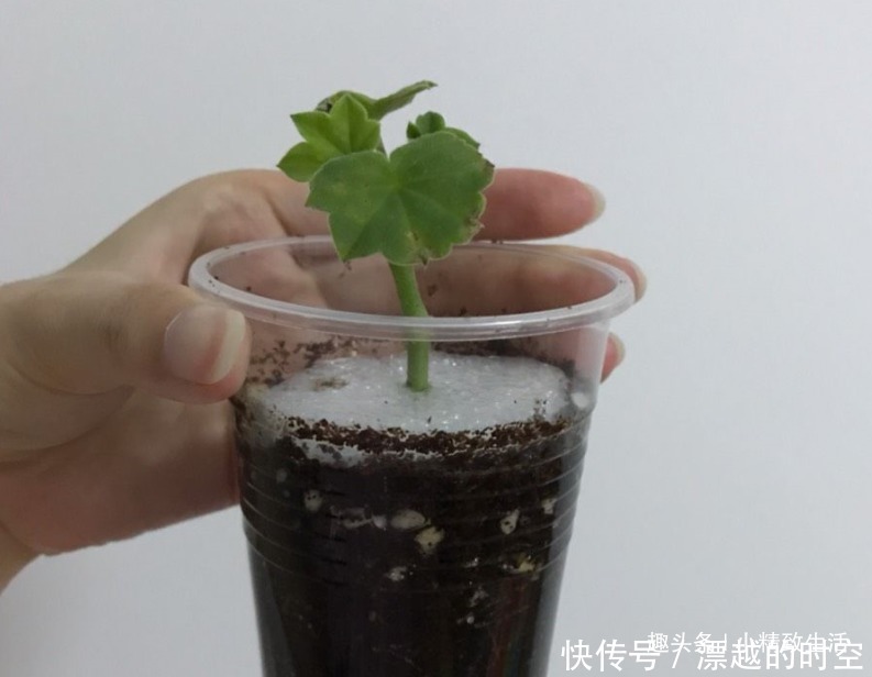 土团|扦插天竺葵,简单3步,1个小窍门,20天呼呼冒白根