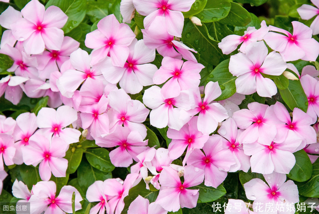 朋友的凤仙花美爆了,其实方法很简单,试着自己养一盆吧