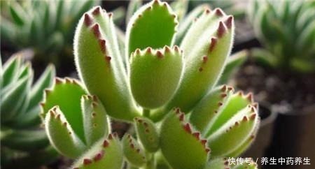 多肉熊童子太“贪杯”，撑破“肚子”很可惜！