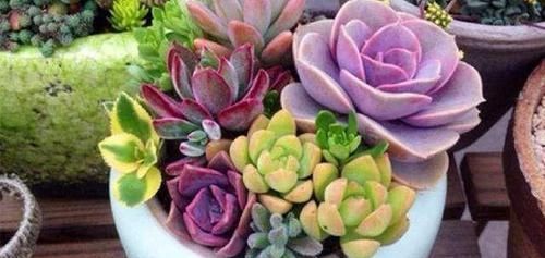 多肉养成干肉？做好3要素，立马美回来，胖嘟嘟，状态美