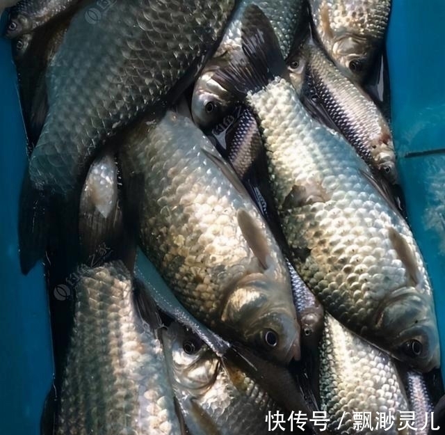 冬季野钓经常空军,老汉教你几个小妙招助爆护