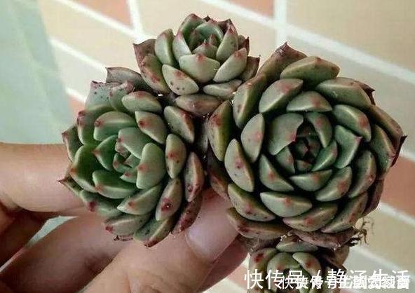 多肉植物 夏必死 摸清5个门道 新手花友入手不再犯愁 粉紫色 多肉植物 夏必死 摸清5个门道 新手花友入手不再犯愁 粉紫色