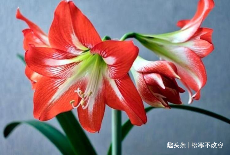 长寿|此款花草适合新手养殖,漂亮好养又便宜,开起花来拦不住