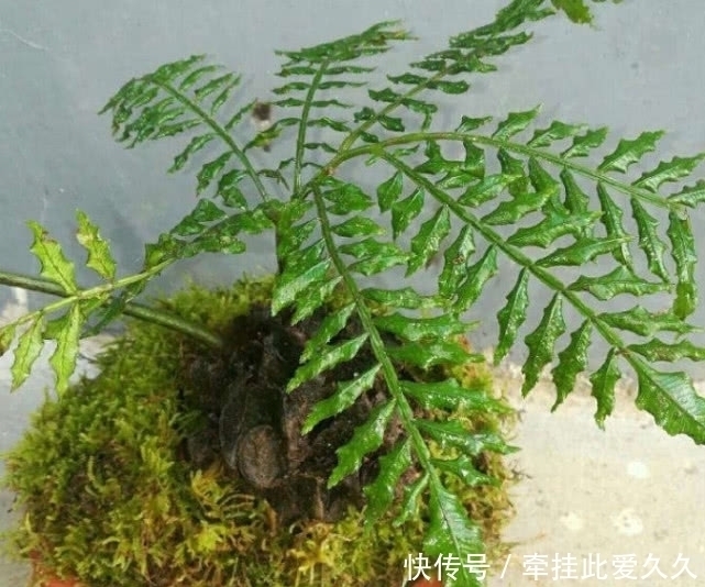 清热解毒|深山里才有的“观音坐莲”有清热解毒的功效,现如今一斤50元