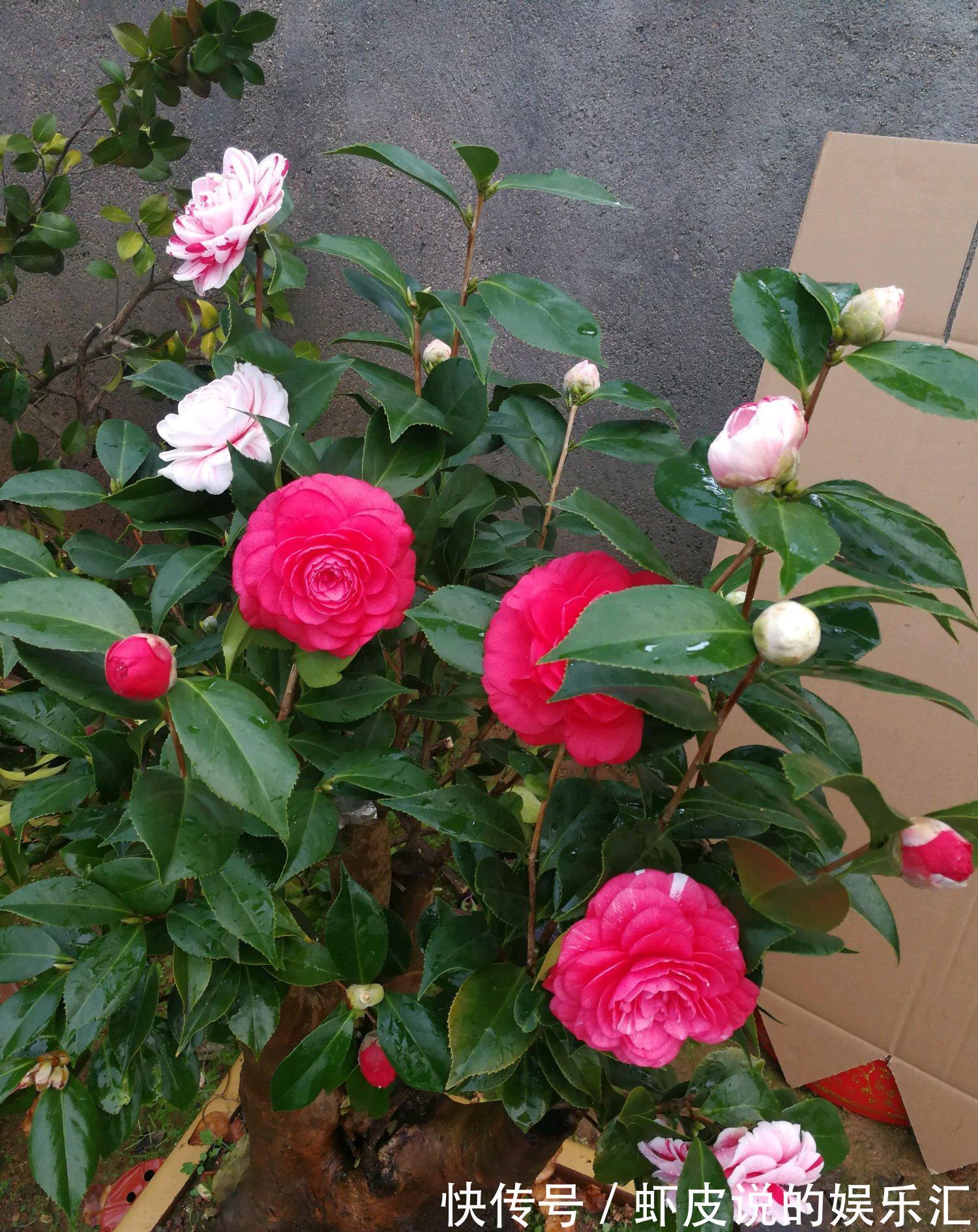 君子兰|冬天养花选这几种,寒冬腊月一直开,一开就是好几个月,值得拥有