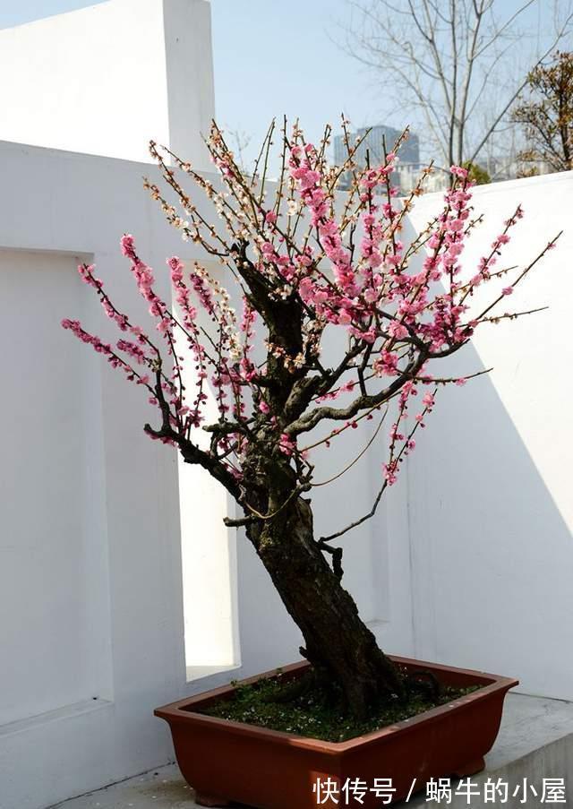 牡丹花|几种常见的吉利花，摆在家里有富贵有福，你家养了几种？