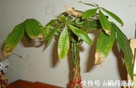 富贵竹|只用1招,家里发黄的盆栽很快变的绿油油,轻松爆盆