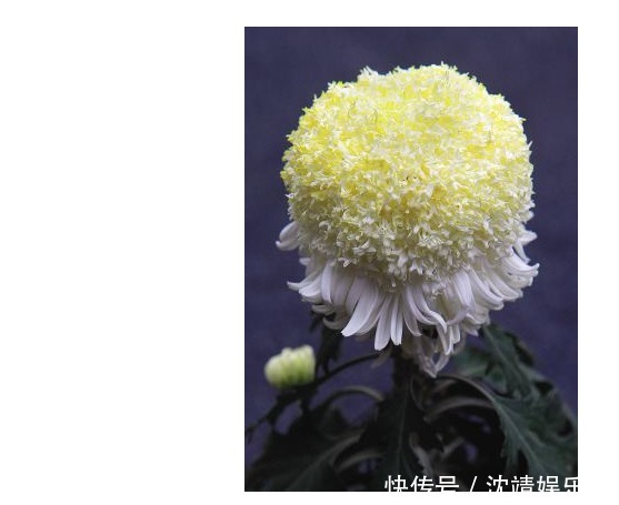 丹麦|喜欢菊花，不如养盆菊中珍品“冰盘托桂”，满地黄花，端庄秀丽