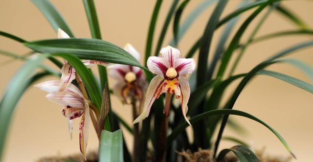 施肥|夏季养兰花要慎重,分清楚养护工作上的事,什么该做,什么不该做