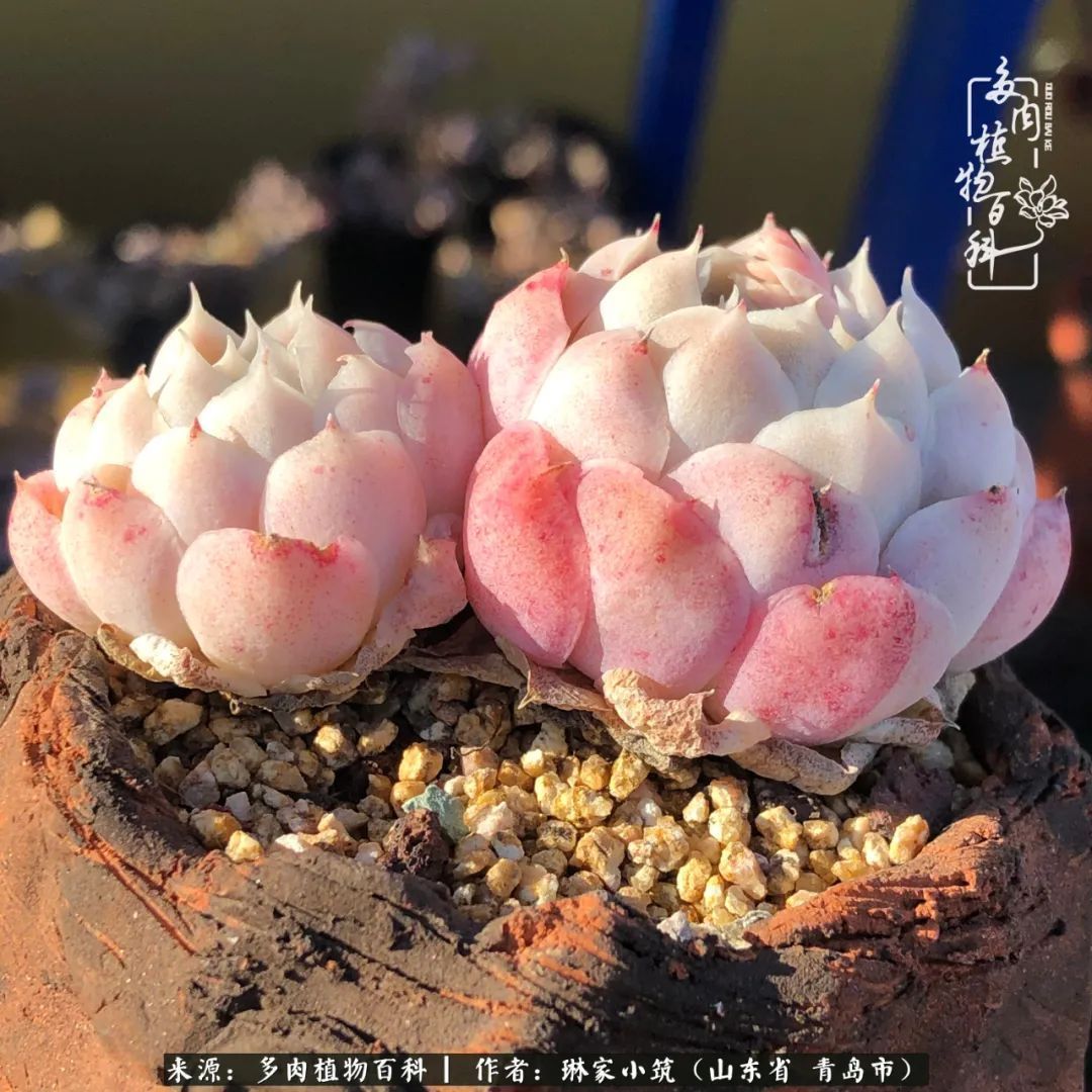多肉|有史以来最厉害的一场寒潮,治好了我养多肉这些年的“坏毛病”