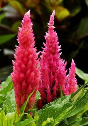 此花是寓意着热情的花,是无数人民内心的希望,是红色的火炬