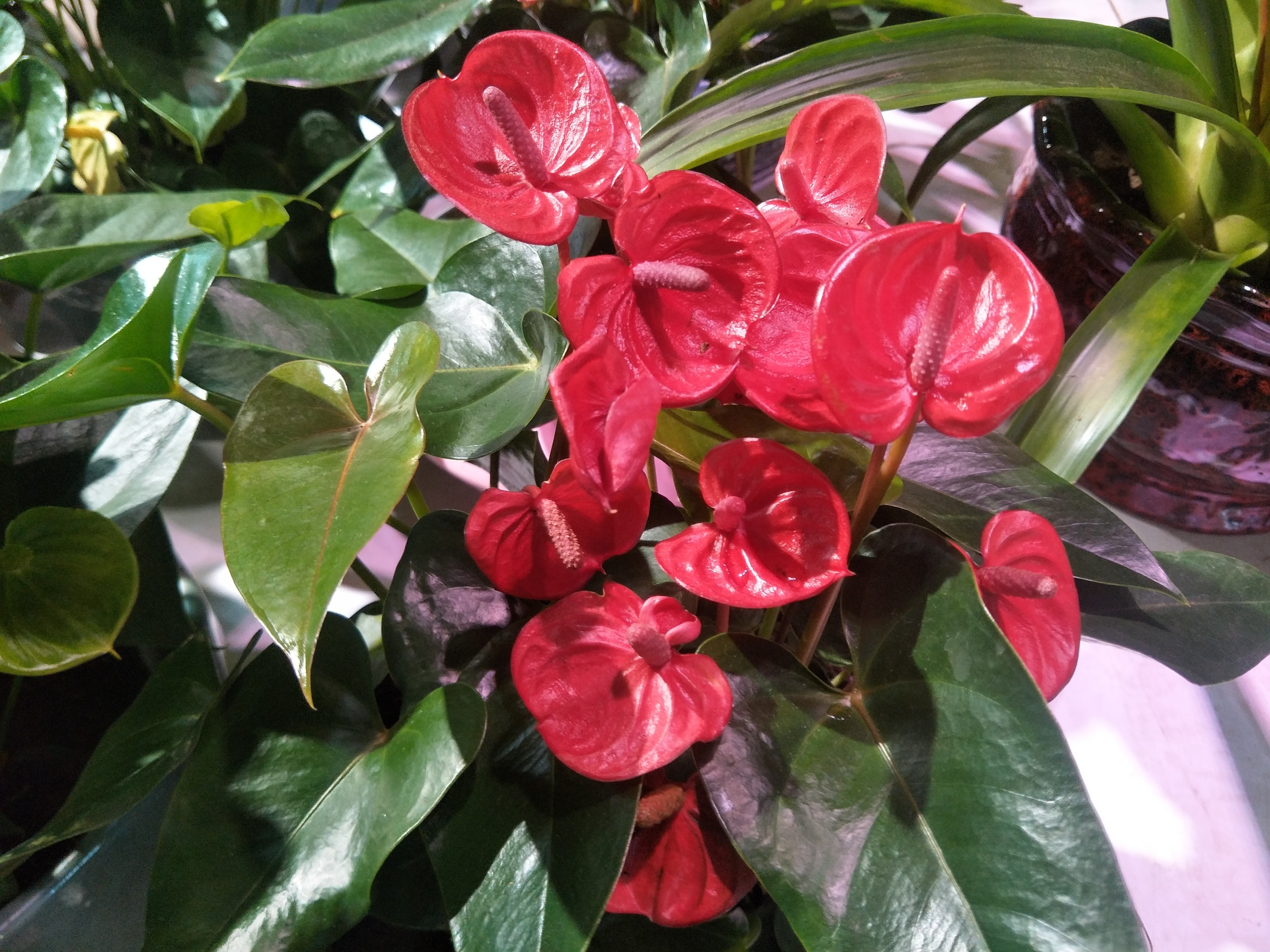 栽培|红掌养护方法,轻松让红掌“花开不断”,一分钟学会