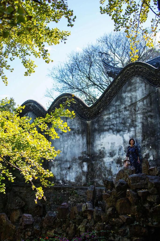 惠山|美到爆！惠山寺前600多岁的古银杏，黄了！