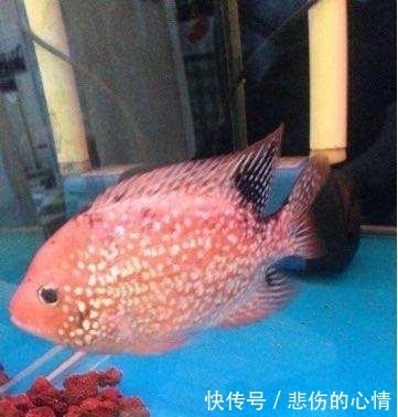 新水|水质引起的烧尾！！！