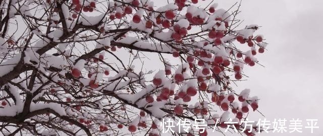 富贵&“院中有五树,子孙一直富”,这五树说的哪些树,有科学依据吗?