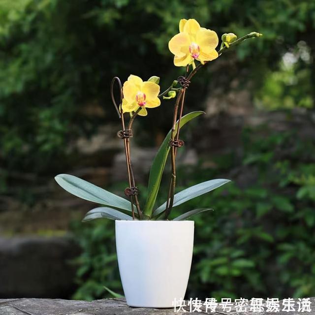 仙客来|被称为“夏必死”的8种花，我却喜欢买一些，因为能“省”不少钱