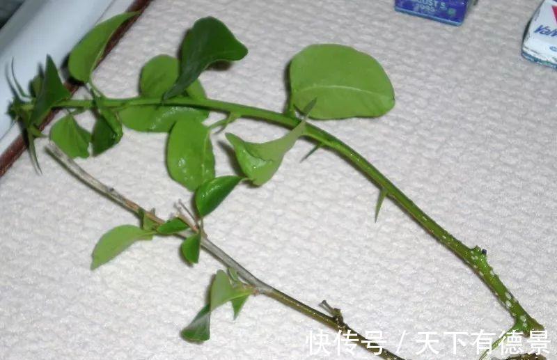 绿萝|一场秋雨一场寒，秋雨后适合扦插6种花，爱生根，爱生长