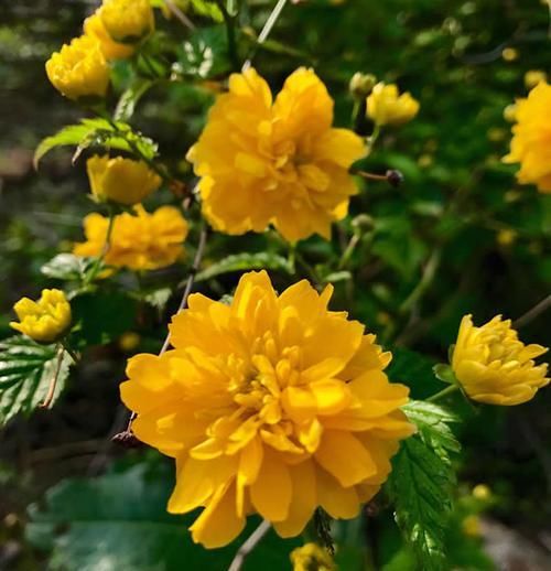 花卉|如果我有小院，一定养此3种“爬藤花”，2年时间开出一面花墙