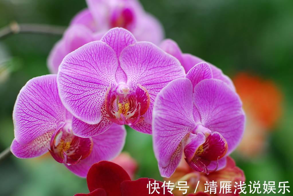 蝴蝶兰是有名的年宵花,开花似蝴蝶,十分好养你也能上手