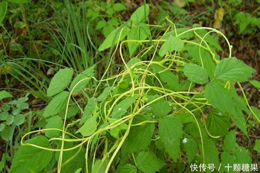 农村这野草价值很珍贵，如今要20元一斤，遇到请珍惜