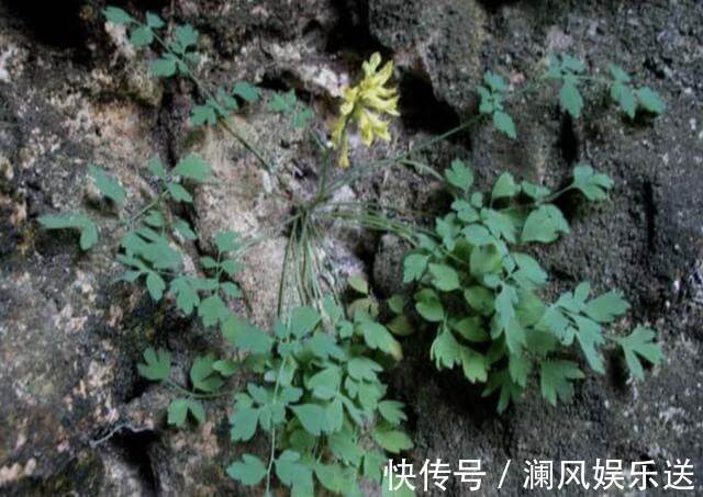 悬崖边的1种“草”,闻着虽然“臭”,1斤却卖“60元”,价值高!
