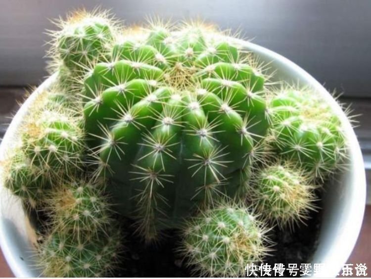 飘香藤|几种花养在家里,一整年都有好运气,花开美翻天,大家都抢着买