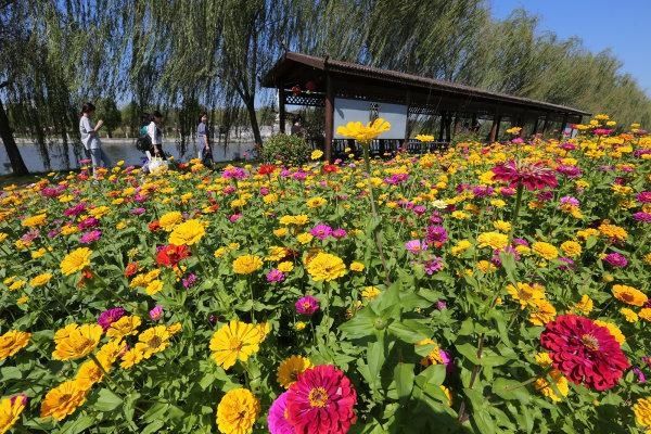 行摄武汉|百日菊开成花海，乡村游持续火爆 | 百日菊