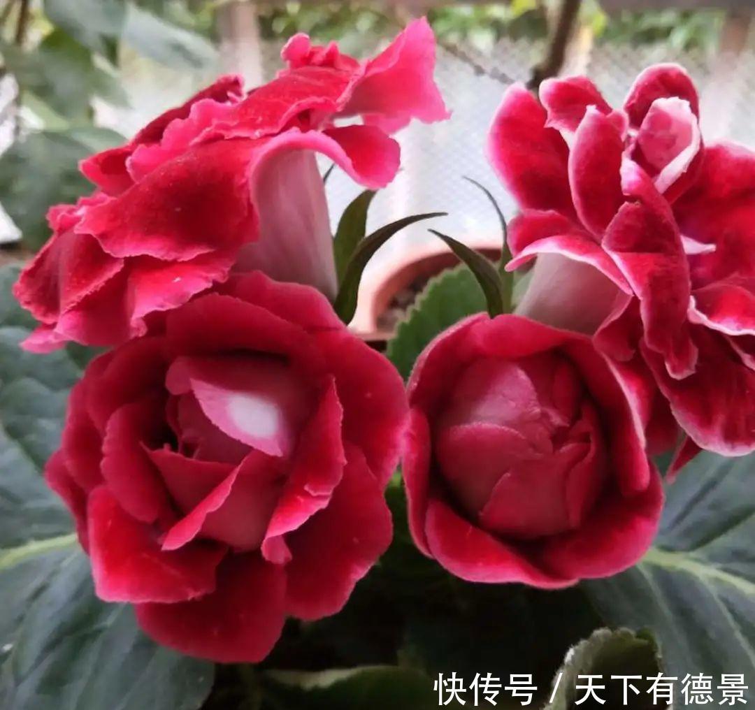 天晴|5种花最怕下雨，淋雨叶子长斑点，赶紧搬进屋