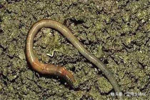 胡子鲶|江湖救急令!这种鱼正在危害我国的生态安全,钓鱼人出手吧