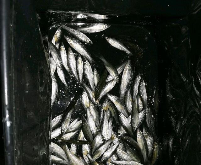 鱼盲钓了一百多条小草鱼，回家准备养起来，却成了村里的笑话