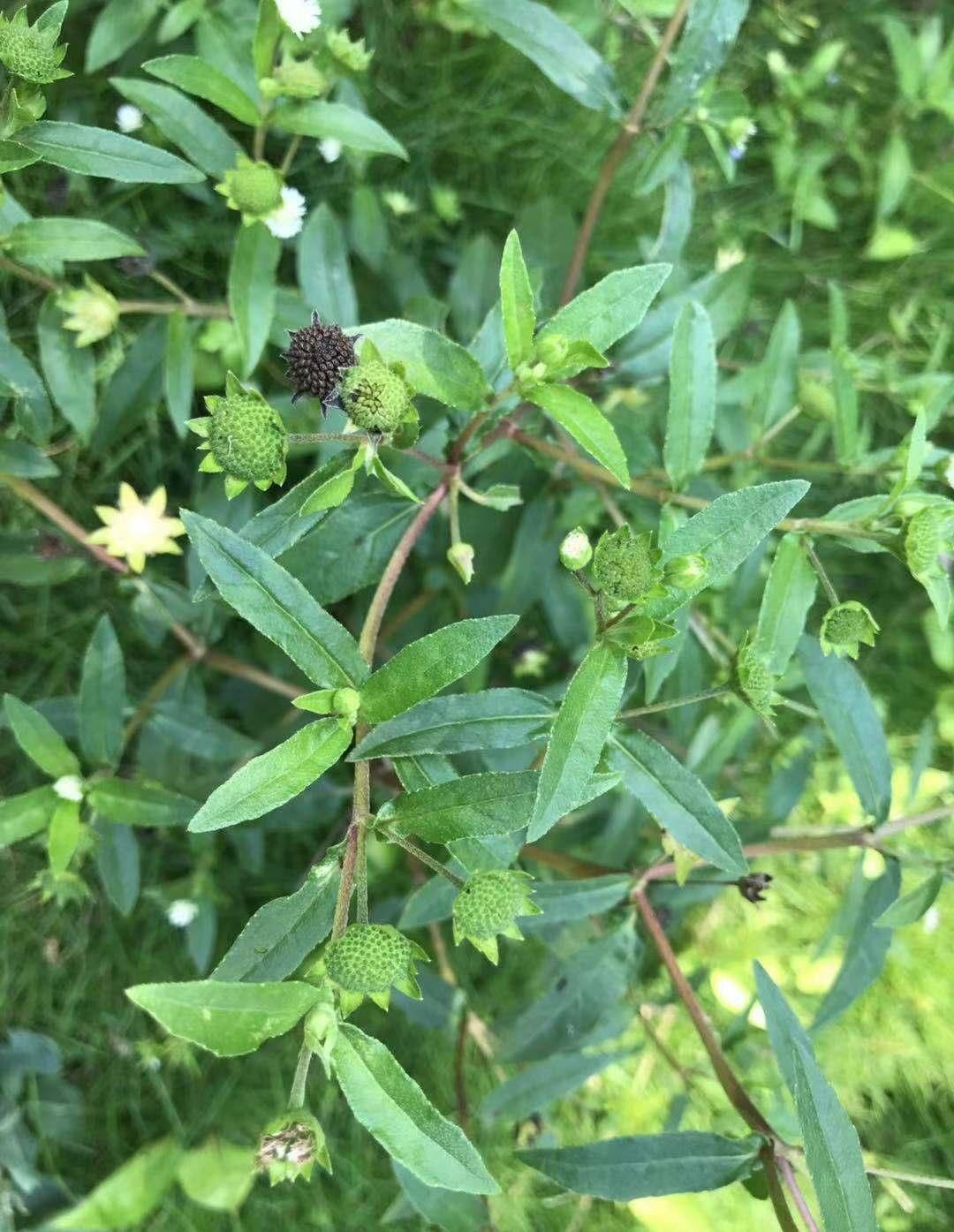 正哥|这种“一肚子学问”的草药，长于滋补肝肾，还能凉血止血