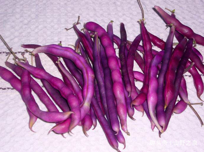 造血|吃紫色豆角好处多多，它可以提高人体造血能力，也能提高免疫力！