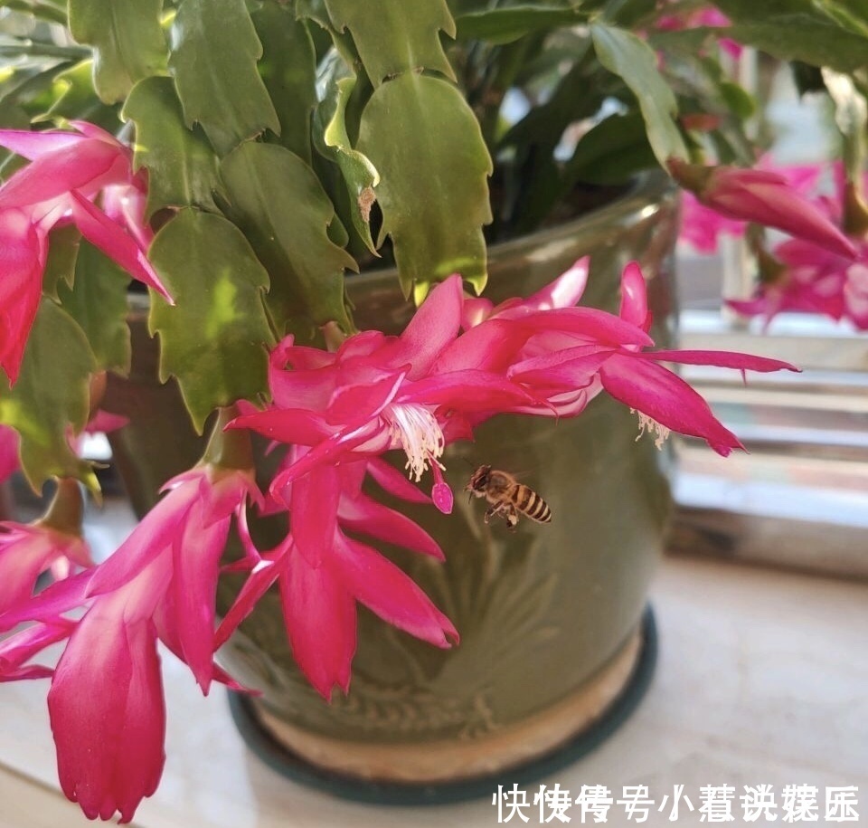 蟹爪兰花苞“蔫不拉几”，这叫做“消苞”现象，有3个原因要知道