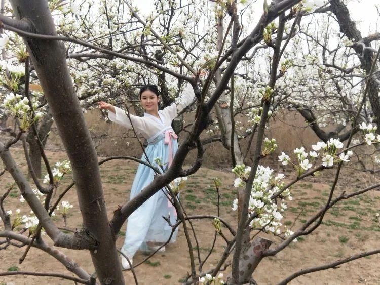 解码邢台“花经济”系列报道之4 梨花开 梦想起