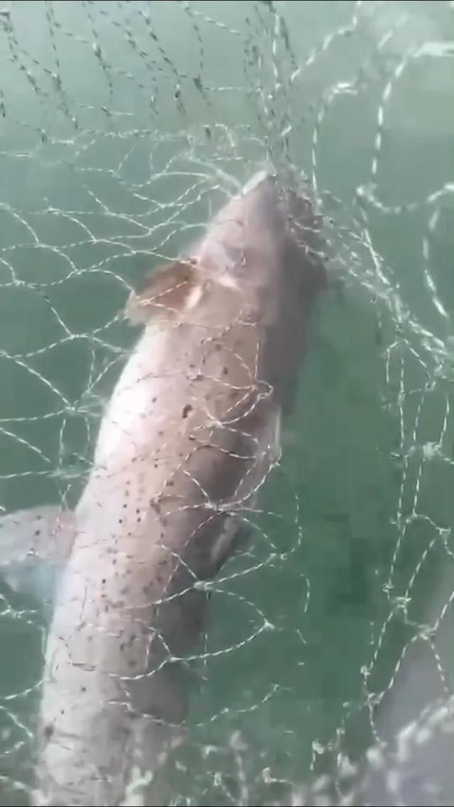 矶竿|这种是我国最贵的淡水鱼品种之一,很多人即使钓到都舍不得吃