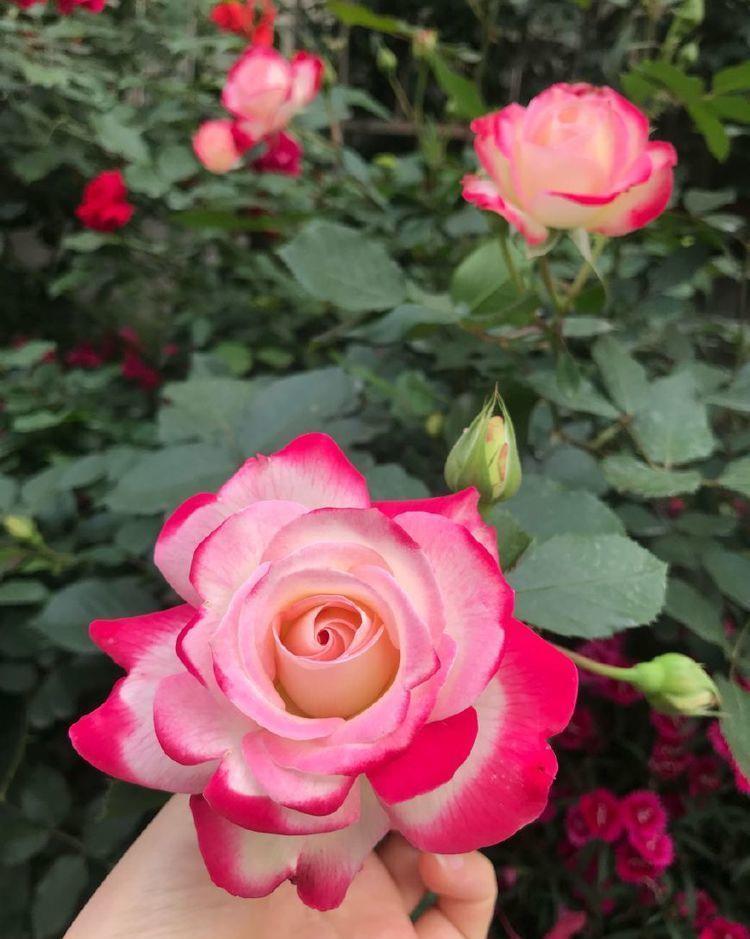 花期|4种懒人盆栽花,花期超长,给点阳花就灿烂,美极了