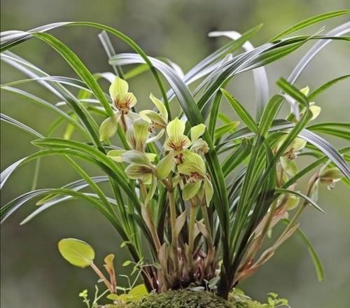 5种花很漂亮,但是不好养,冬天购买需要谨慎