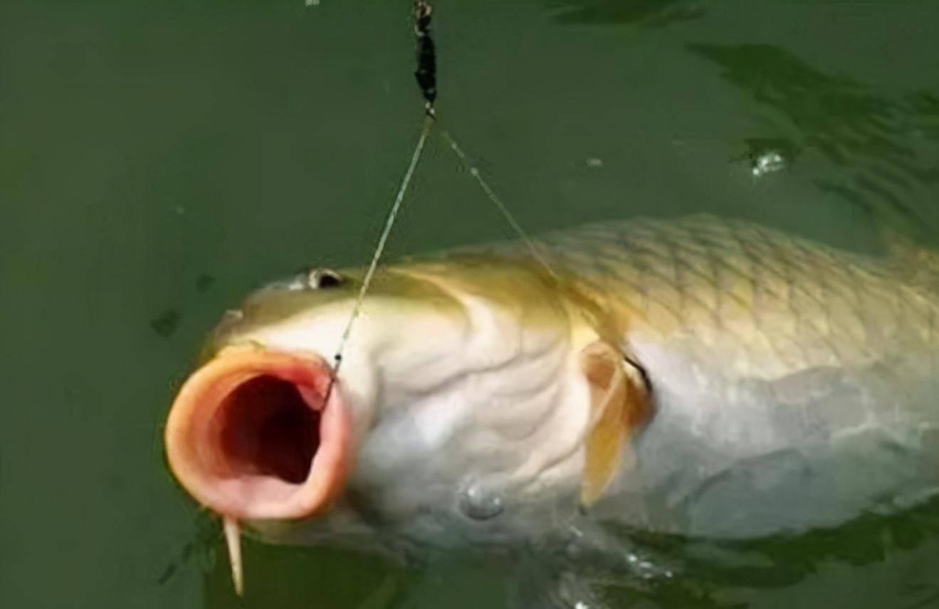 小鱼闹窝，还是老司机有窍门