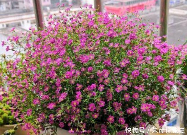  还好|此几种花卉，比绿萝还好养，花期长达半年，开花好漂亮