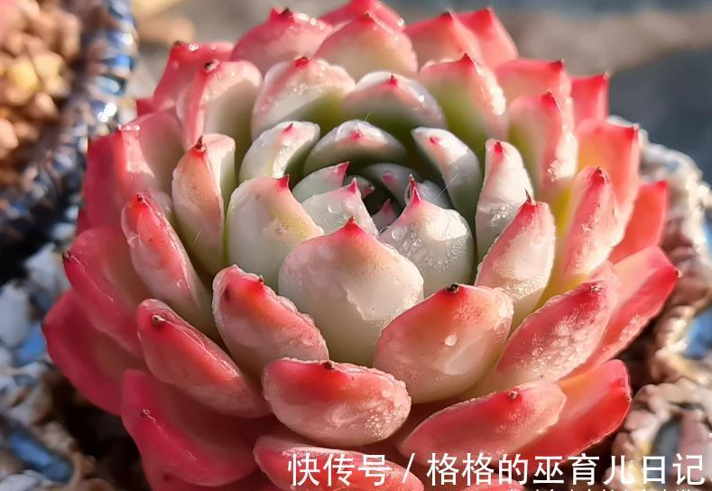 老肉友的多肉上盆秘籍,新手看完照着操作,回头就能变成高手